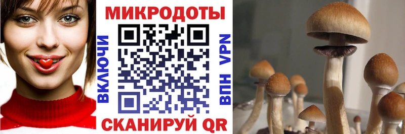 где купить   Кисловодск  Псилоцибиновые грибы Psilocybe 
