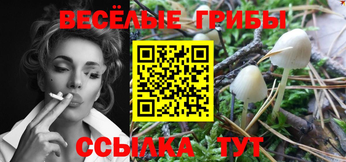 продажа наркотиков  Вход с VPN  Кисловодск  Псилоцибиновые грибы Cubensis  Псилоцибиновые грибы Psilocybe 